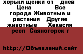 хорьки щенки от 35дней › Цена ­ 4 000 - Все города Животные и растения » Другие животные   . Хакасия респ.,Саяногорск г.